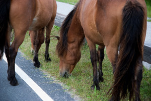 cai-pe-marginea-drumului