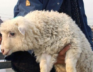 BAIA MARE - TAIEREA MIEILOR