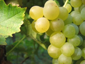 muscat-ottonel-blaj