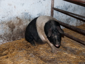 porc-rasa-bazna