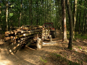 transport-lemne-tractor